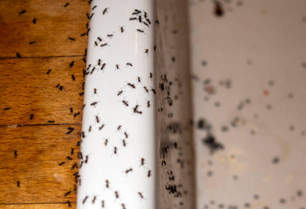 Best Pest Control Near Me in Upper Nyack, NY