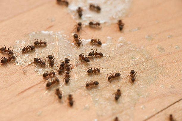  Upper Ack, NY Pest Control Pros
